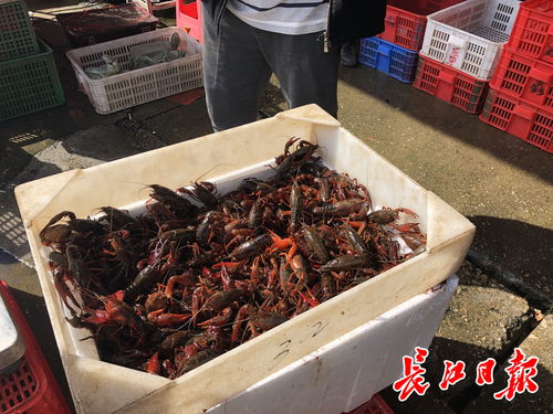 白沙洲農(nóng)副產(chǎn)品大市場(chǎng)龍蝦批發(fā)日破百?lài)崳錆h“撮蝦子”熱度不減